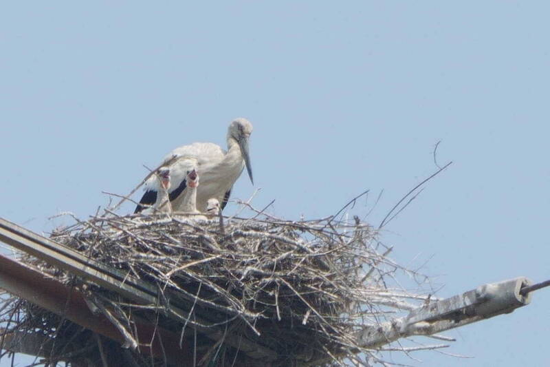 全球僅剩不到3000隻!東方白鸛電塔上育雛 3寶「頭好壯壯」萌樣曝光