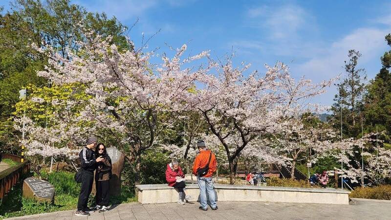 冰雹快閃!阿里山染井吉野櫻更鮮艷 大島櫻重瓣櫻也盛開
