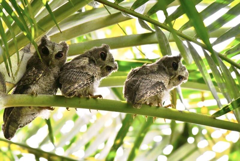 桃園宋屋國小樹叢出現領角鴞雛鳥 呆萌模樣成為校園驚喜