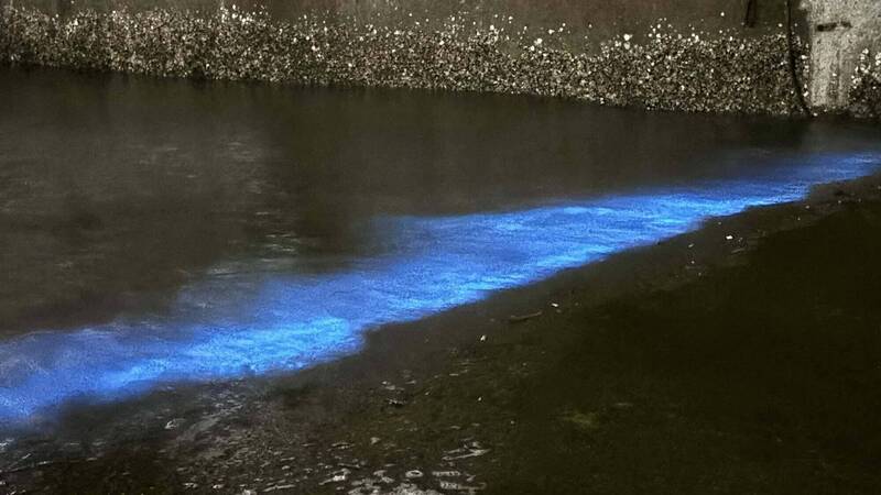不只竹南!苗栗沿海多處現藍眼淚 漁民揭背後原因