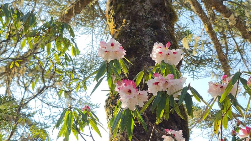 清明連假何處去? 大雪山、八仙山國家森林遊樂區12歲以下免費