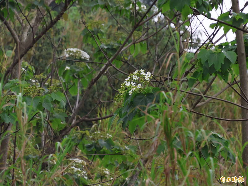 彰化桐花季 4月中旬開始綻放