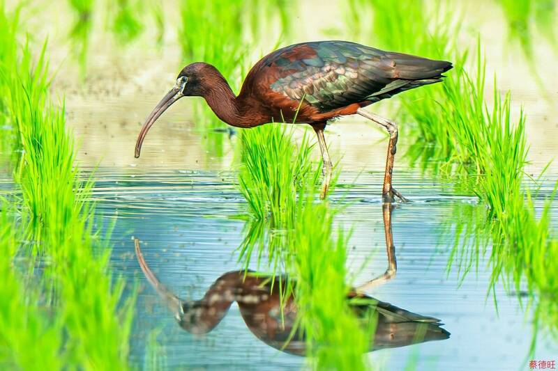 相隔5年夏候鳥彩鹮再現宜蘭濕地 掀起拍鳥熱潮