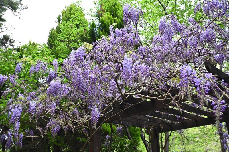 大梨山紫藤花開！福壽山農場門票5月調漲 現在賞花正是時候