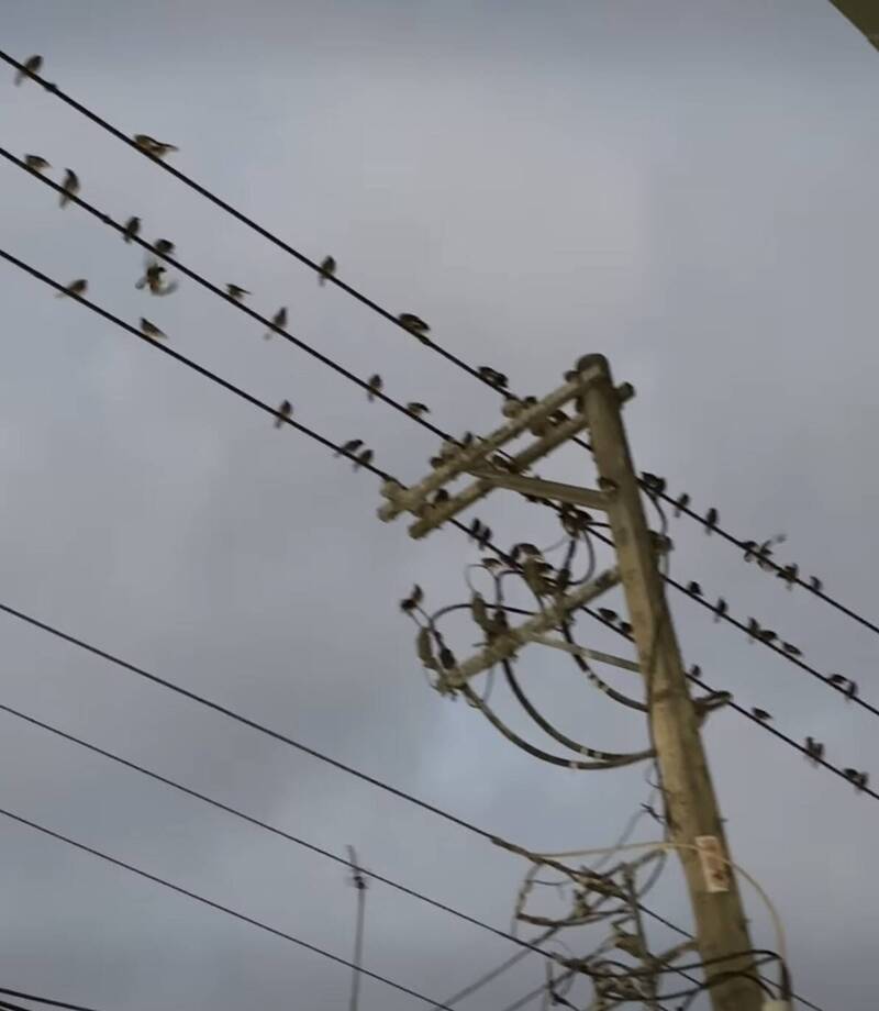 無法根除!八哥大軍入侵東勢 農業局僅能靠雷射、防鳥劑驅趕