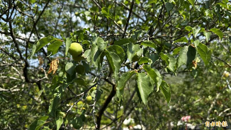 台南楠西梅嶺青梅乾旱減產 4/2起現金救助申請