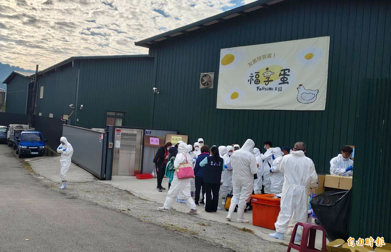 豐康畜牧場蛋雞染禽流感暴斃 老闆竟回:這沒有人在通報的