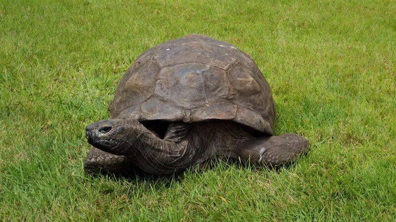 194歲 「龜瑞」被宣告死亡！假獸醫發訃文騙加密貨幣  BBC也誤報