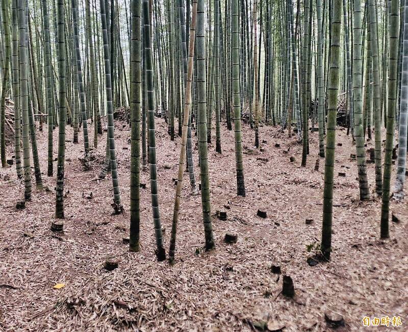 「筍子銀行」未開張 筍農期待雨後春筍日日進財