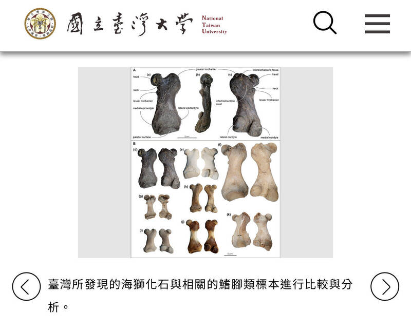 台灣首度發現海獅化石 台大揭開西太平洋滅絕之謎