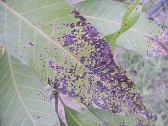 鋒面來襲 農改場籲注意「水傷」防治