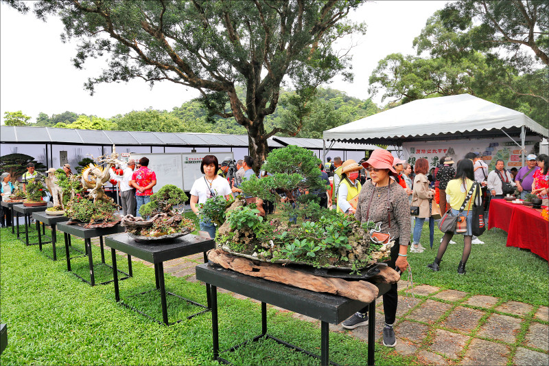 綠博珍稀盆景展 遊客欣賞微觀森林