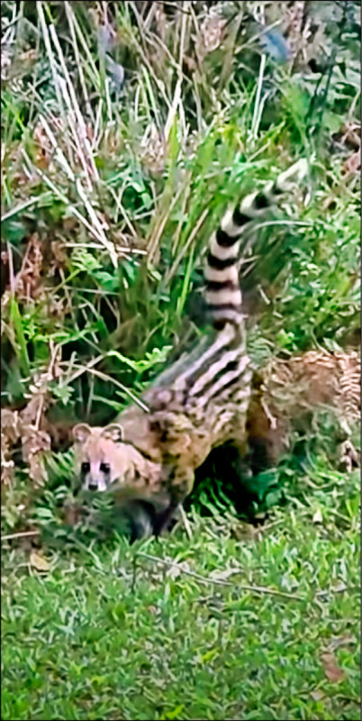 麝香貓 陽明山大白天俏皮現蹤