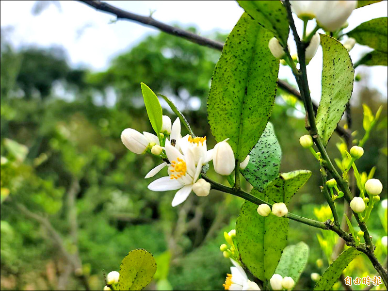 柚花盛開 西湖柚子山瀰漫清香