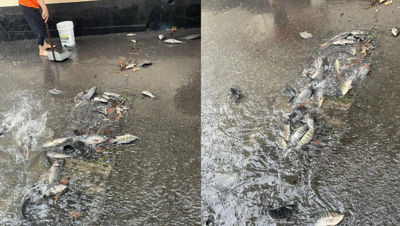 苗栗泥水淹上街!水退出現成群「吳郭魚」 民眾驚呆:好誇張