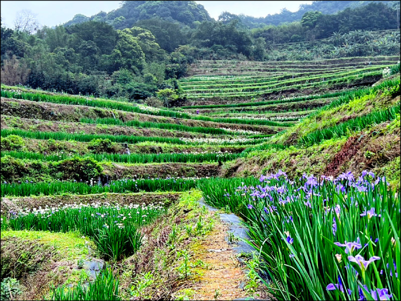 (新北)石門嵩山砌石梯田 鳶尾花海浪漫