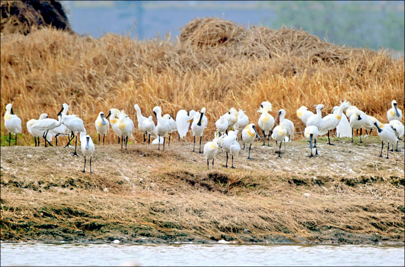 國際降級黑琵為「易危」 南市獎勵不變