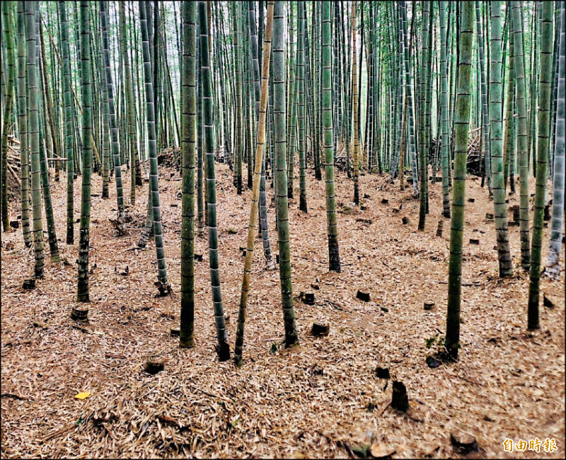 嘉縣轎篙筍還沒冒出 期待豐沛春雨