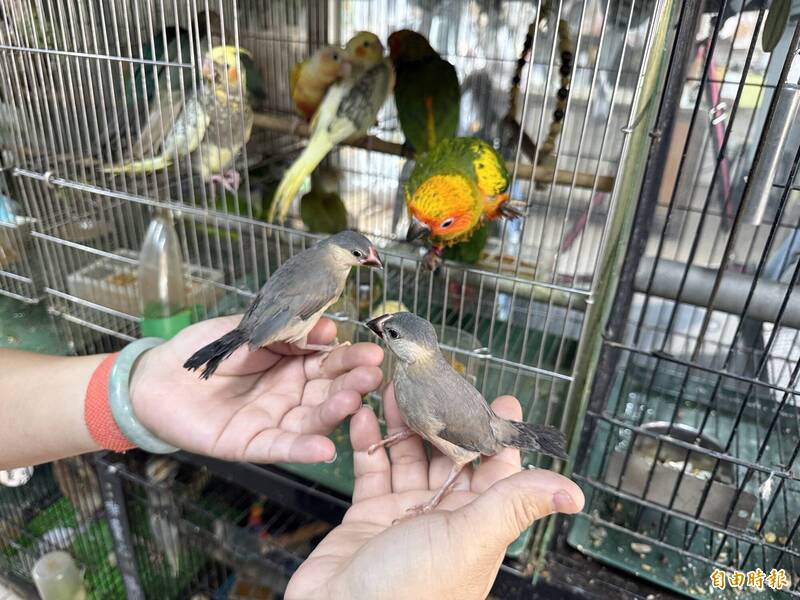 獨家》錄音舉證不成 控鄰居養鳥噪音害失眠吞敗
