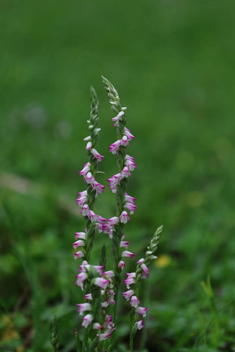 邂逅「會旋轉的花」 南港山水綠生態公園綬草綻放