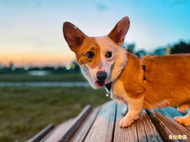 寵物環境2-2》高齡毛孩醫療像「宰肥羊」 議員籲輔導民間寵物長照