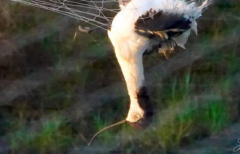 反嘴鴴掛網魂斷台灣 無法可罰鳥友痛心