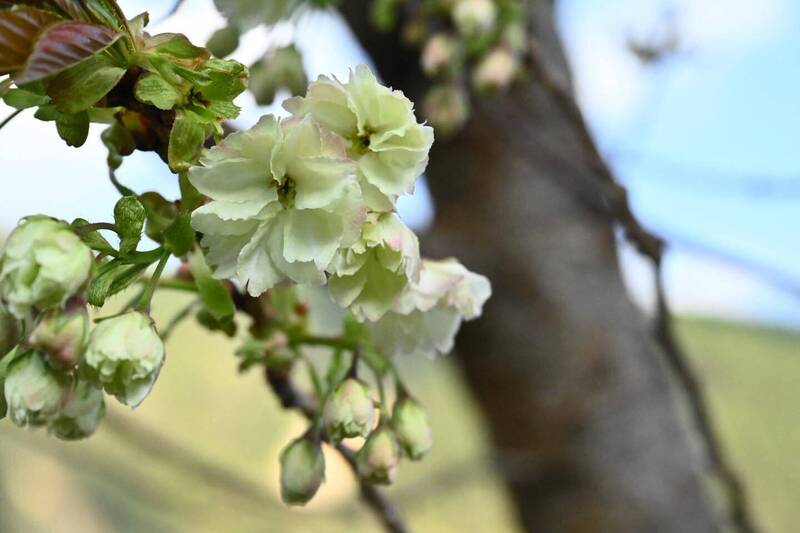 武陵農場鬱金櫻綻放! 最佳觀賞期約在4月中上旬
