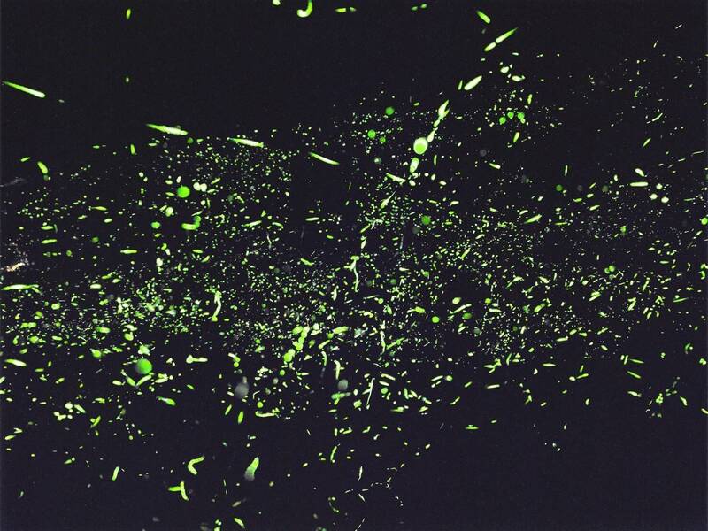 螢火蟲會喜歡今天天氣 高雄那瑪夏賞螢步道開放3處