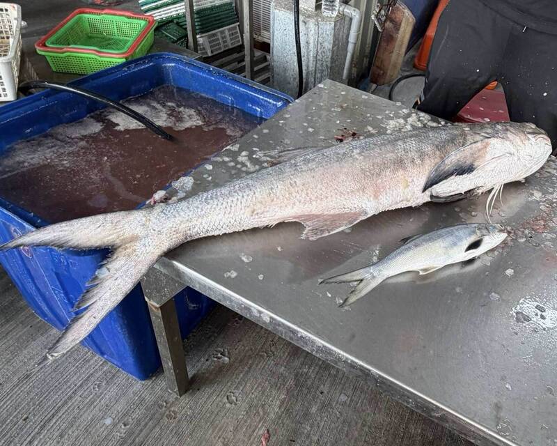 轟動！彰化漁民捕獲珍稀「巨無霸」午仔魚 重量級價碼賣出