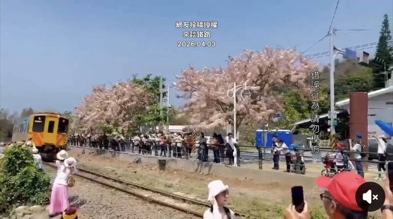 不要命!鐵道花旗木大爆發 遊客闖鐵道拍照年年上演