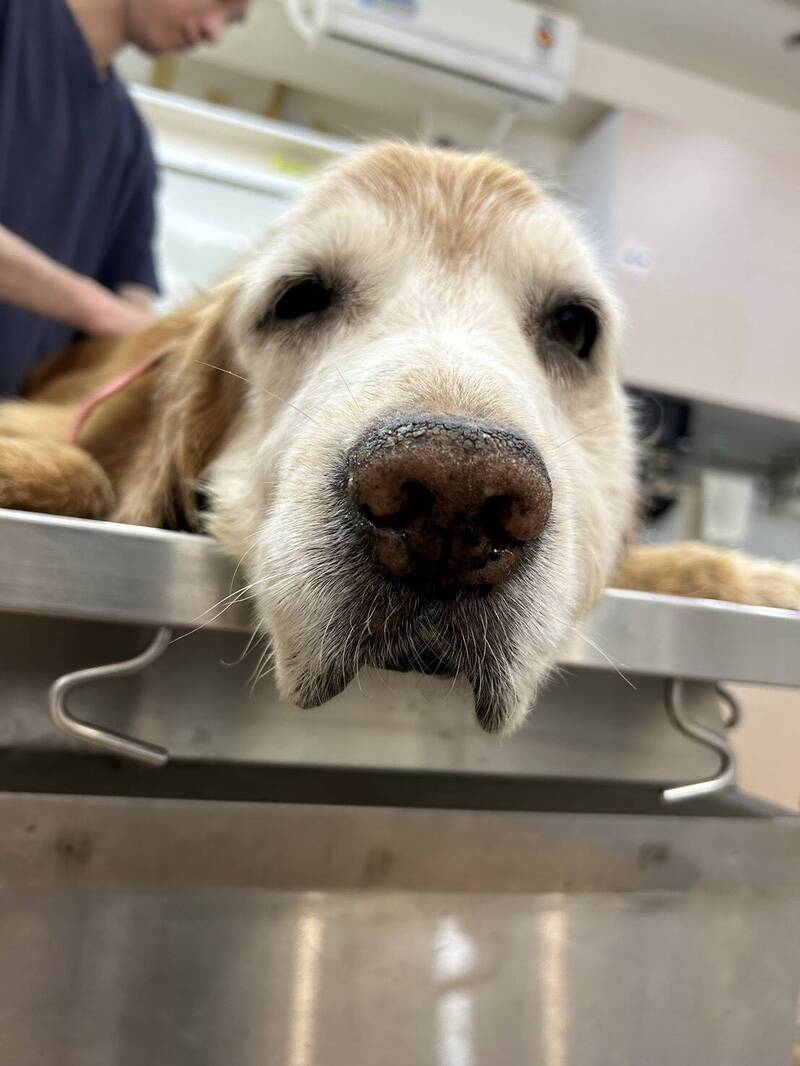 寵物用人藥新制將有解  防檢署擬開放獸醫師預先儲備用藥