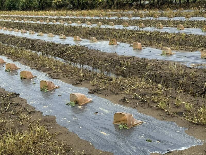 苗栗暴雨 後龍西瓜約半數受災、甜瓜全「滅頂」