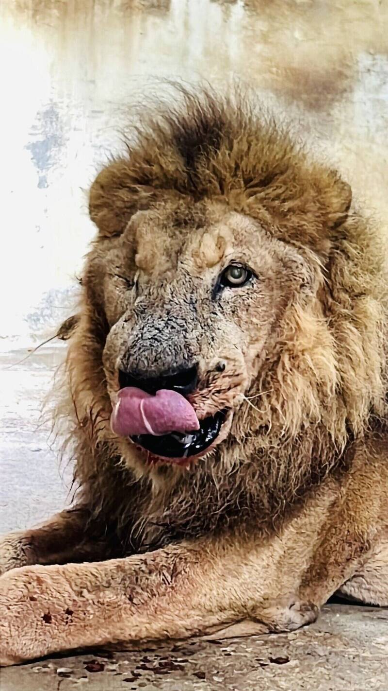 分享獅瑞「二哥」日常   壽山動物園：牠吃得慢不是挑食、是老了