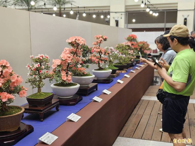 台中皐月杜鵑花季展   在陽明市政大樓展出至12日止