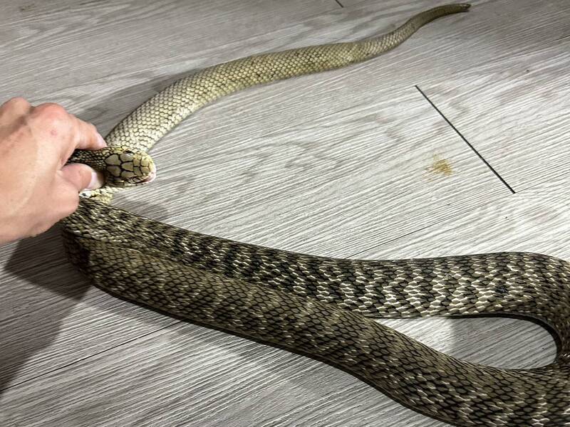 半夜如廁驚見蛇 女屋主嚇得魂飛魄散