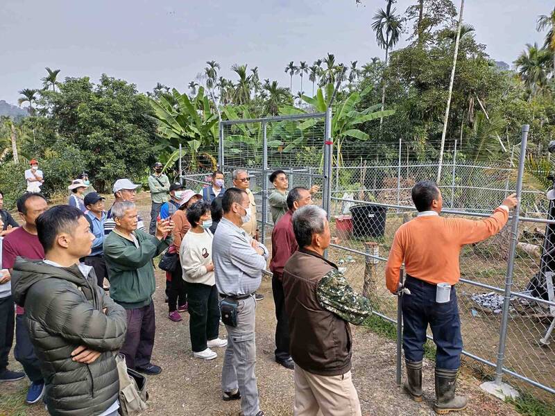 降低猴害專題4》嘉縣柿子、芭蕉遭殃 架設電圍網驅猴