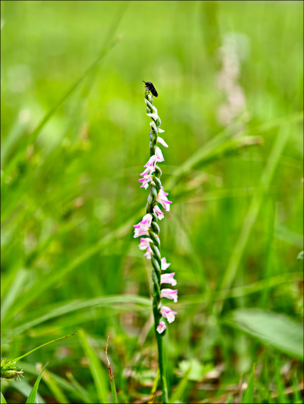 《南港山水綠生態公園》清明限定 「迷你小龍」現蹤