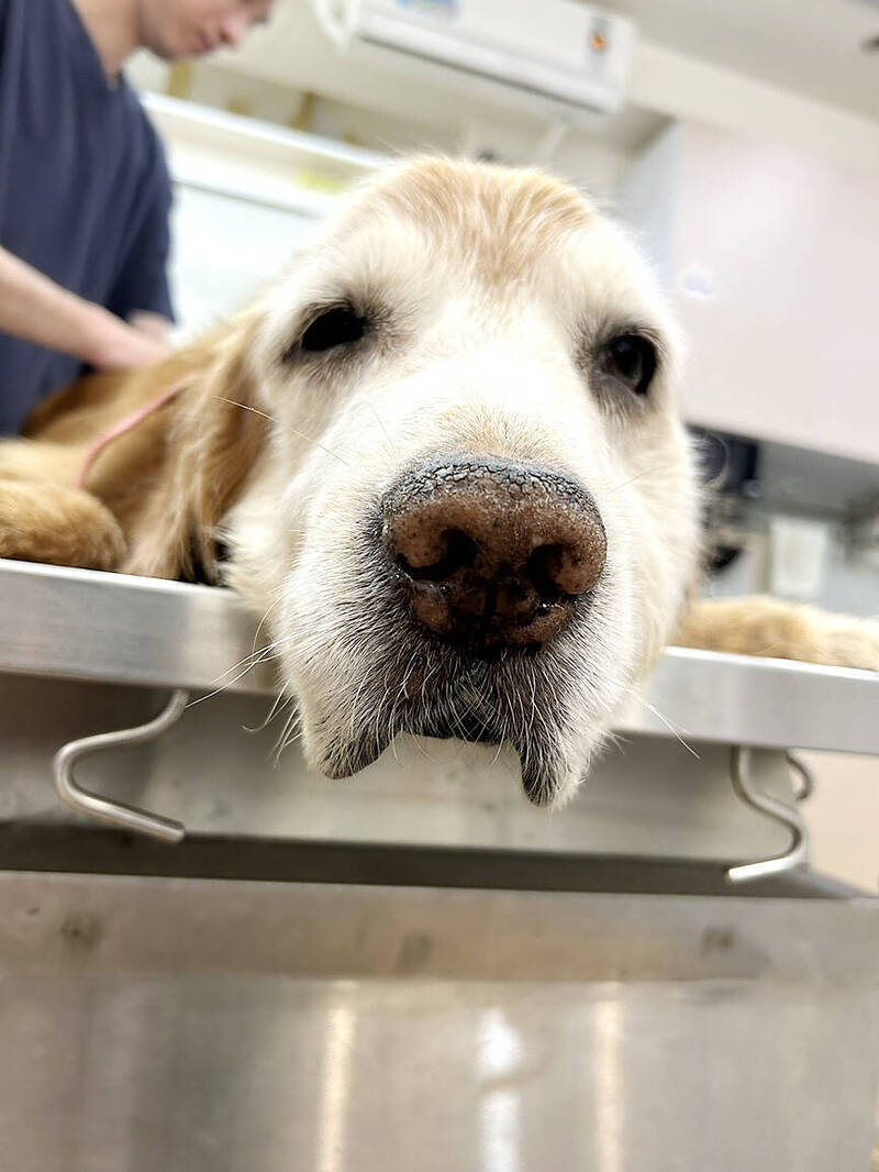 《TAIPEI TIMES》Amendment to allow pre-stocking of drugs for animal use