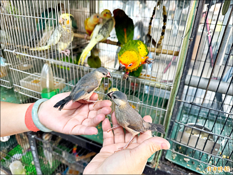 嫌鄰養鳥太吵害失眠 求償10萬敗訴