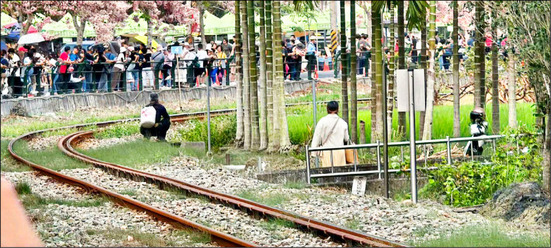 搶拍二水花旗木闖鐵道 最高罰5萬