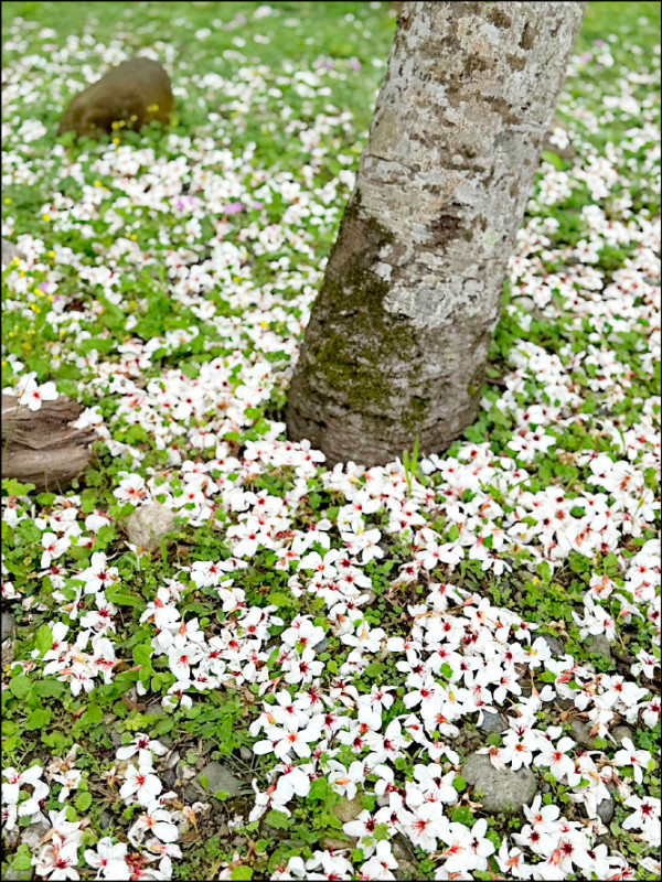 花蓮南華林業園區桐花 預估9日起盛開