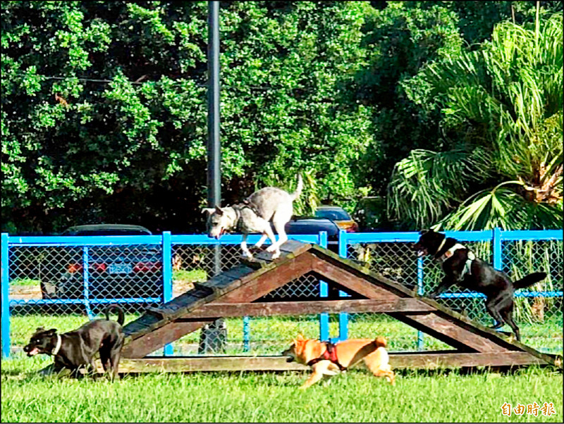 寵物公車使用率不到1成 新北市府:檢討路線