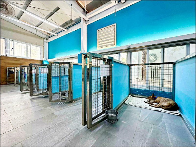 收費落差大 高齡毛孩醫療像宰肥羊