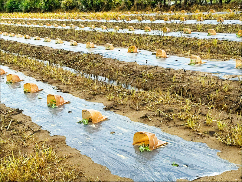 苗栗後龍暴雨 西瓜半數、甜瓜全泡湯