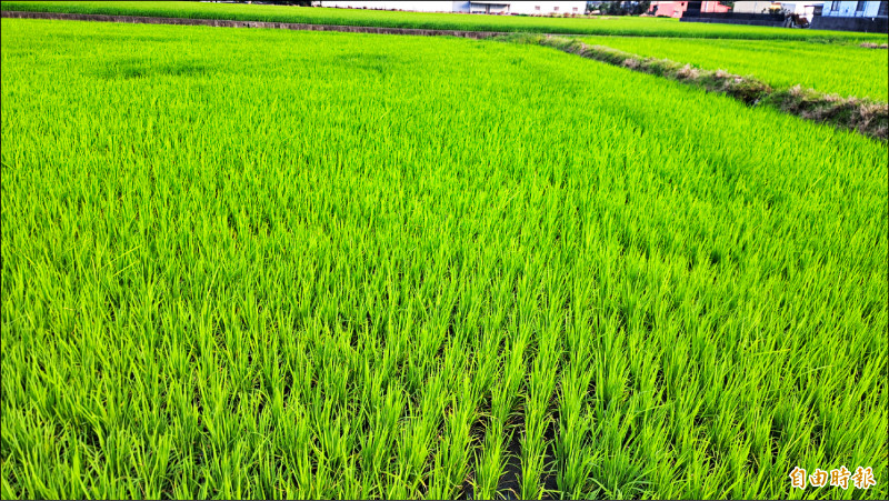 天候不穩定 台東葉稻熱病現蹤