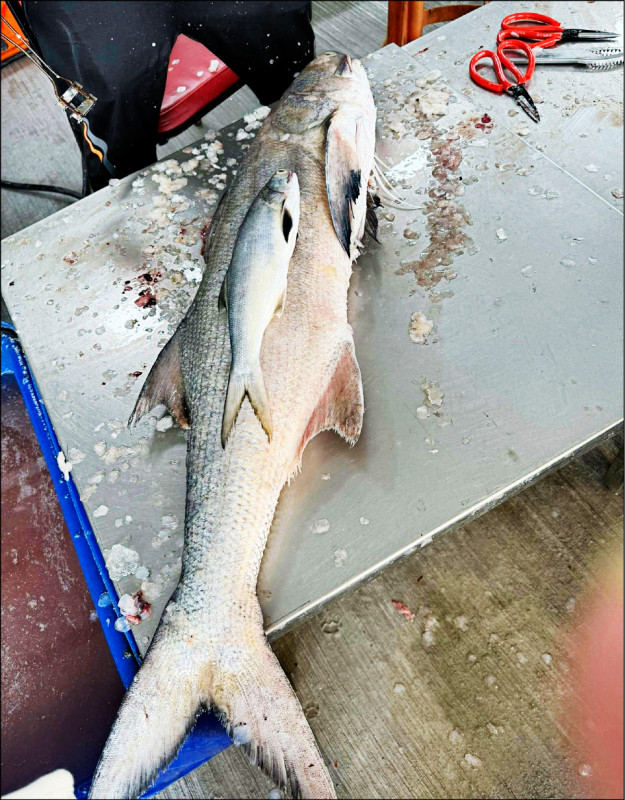 20台斤巨無霸午仔魚 老饕重量級價碼買下