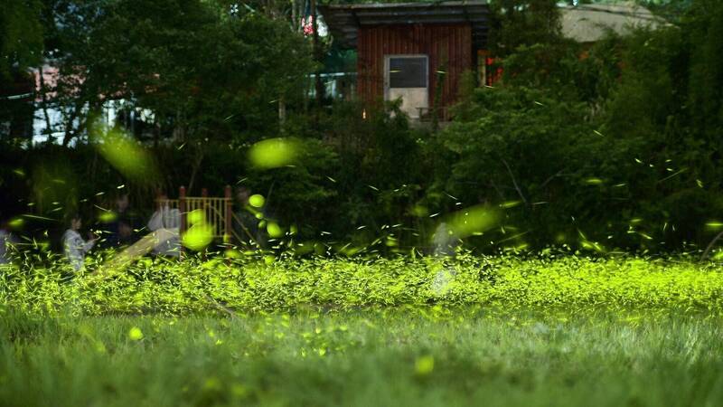嘉義縣螢火蟲大量出沒 雨後「螢海」山區現蹤