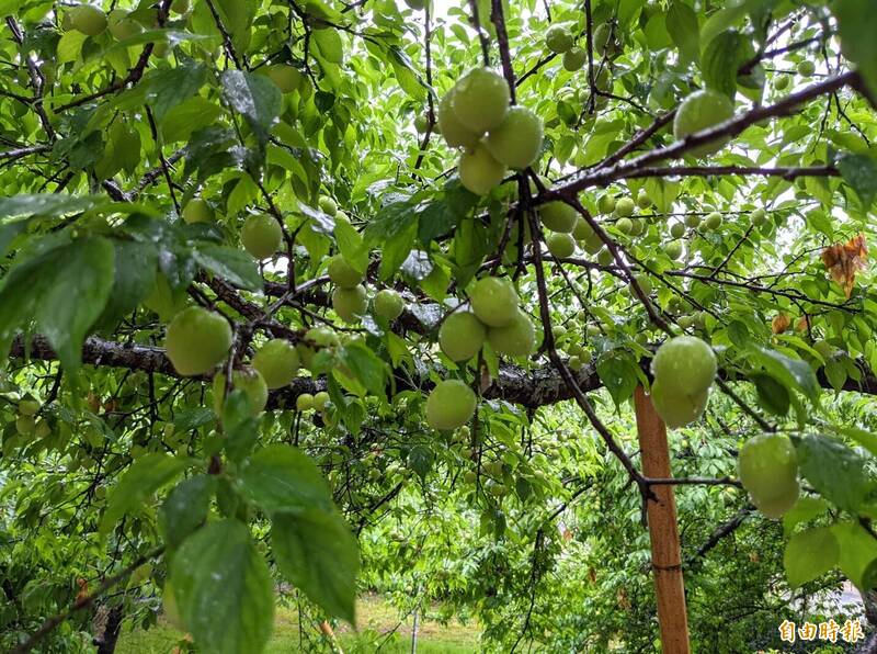 收成「開高走低」!南投信義青梅旱害 釀「大小果」減產