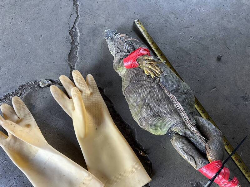 工廠驚見大腹便便母綠鬣蜥 及時被捕