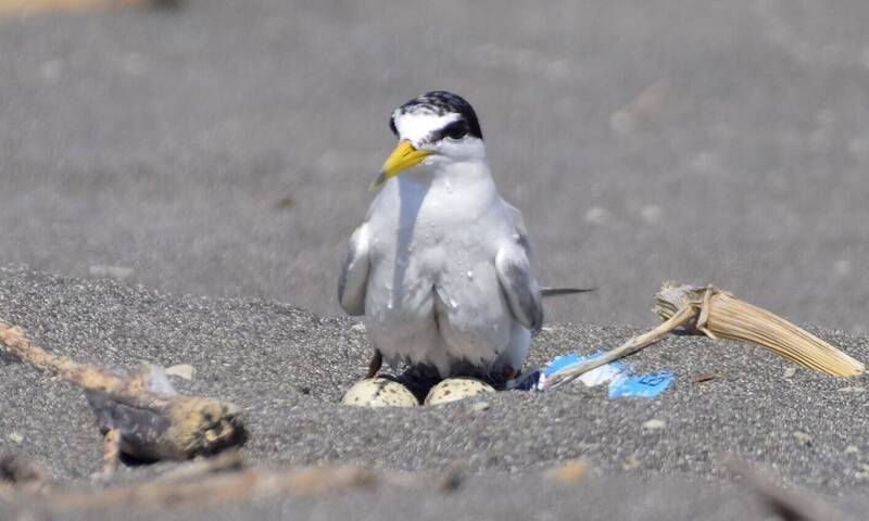 小燕鷗來台繁衍下一代 宜蘭公告3處繁殖區禁人車進入